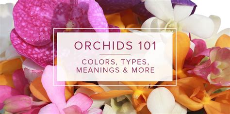 The Meaning Behind Various Orchid Colors Welkes House Of Roses