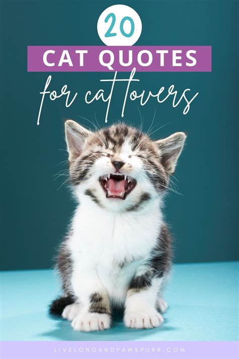 20 Cat Quotes That Will Melt Your Heart Catquotes Catlove Cathumor