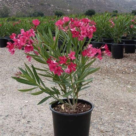 Simple search for information about garden plants, and oleanders mature into large multi stemmed tree like shrubs, reaching mature height of around 12. Red Oleander