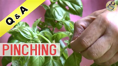 What Is Pinching In Gardening Pinching For Plants Benefits How To