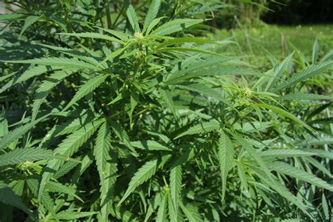 Filecannabis Sativa Plant 3