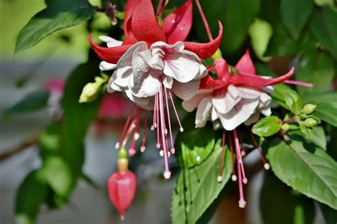 Guide To Growing Fuchsias In Pots And Gardens Real Men Sow