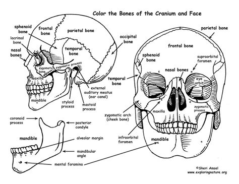Human face has fourteen bones including the lacrimal bones, the zygomatic bones, the vomer, the nasal including the hyoid and the bones of the middle ear , the head contains 29 bones. Skull - Bones of the Cranium and Face - Coloring Nature