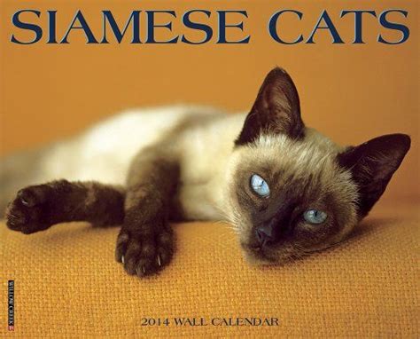 60 Sassy Siamese Cat Names Siamese Cats Cats Siamese