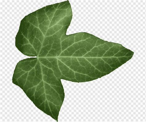 HIGH RESOLUTION TEXTURES Leaf Textures Tyello Com