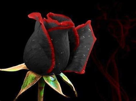 Black And Red Rose Wallpapers Wallpaper Cave