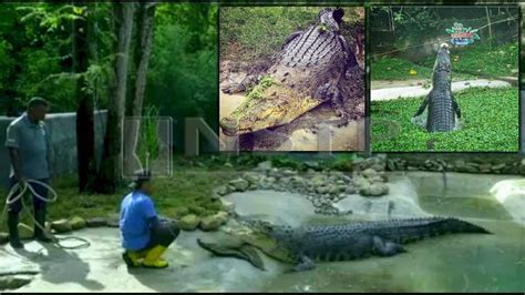 The taman buaya, precisely the crocodile farm, is an interesting place to see on the island of langkawi. Buaya air masin 'gergasi' di Langkawi | Harian Metro