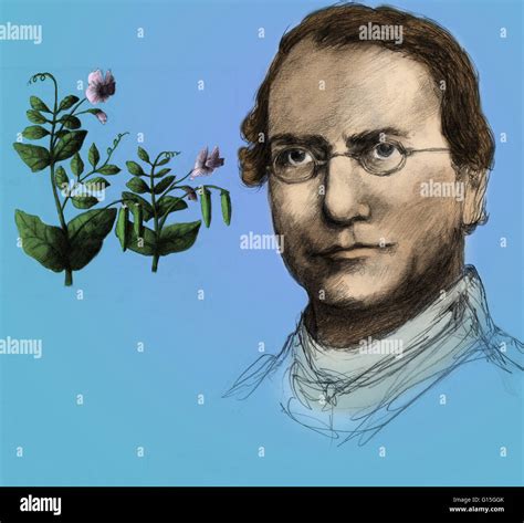 Illustration Of Gregor Johann Mendel 1822 1884 Austrian Botanist And