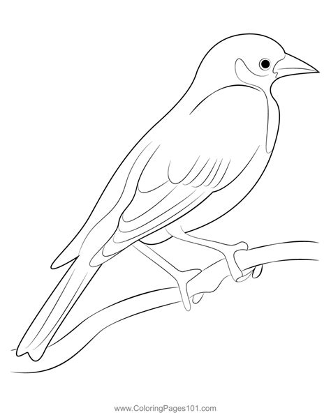 Female Yellow Headed Blackbird Coloring Page For Kids Free New World