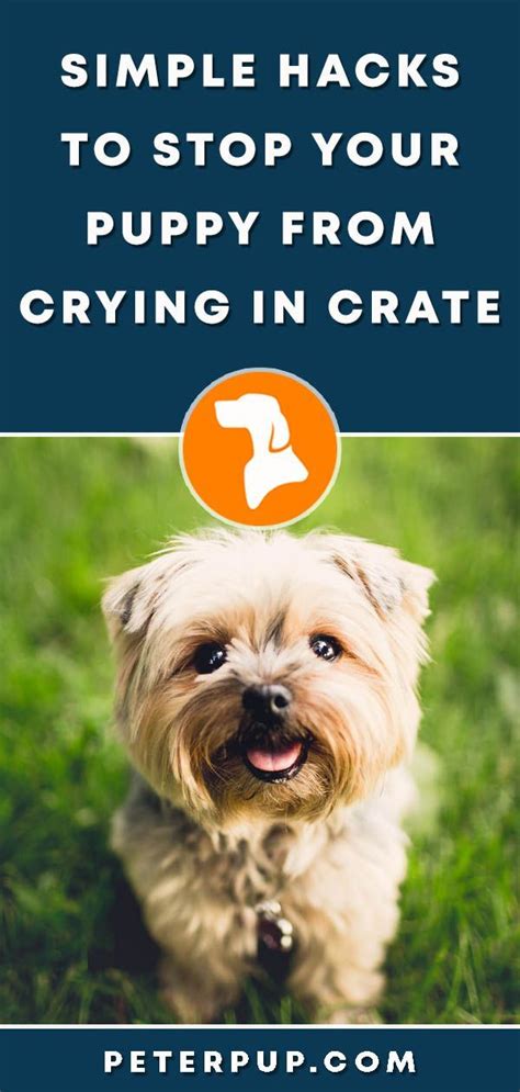 The puppy is a baby pack animal, and he instinctively cries when he is separated from the pack. How To Stop Puppy Crying In Crate At Night | Training your ...
