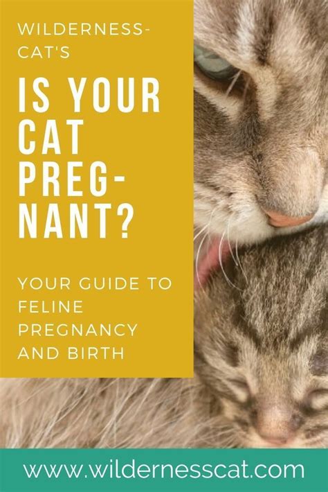 How To Tell If A Cat Is Pregnant Or Just Fat One Of The Various Ways