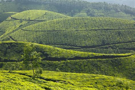 Premium Photo Tea Plantations