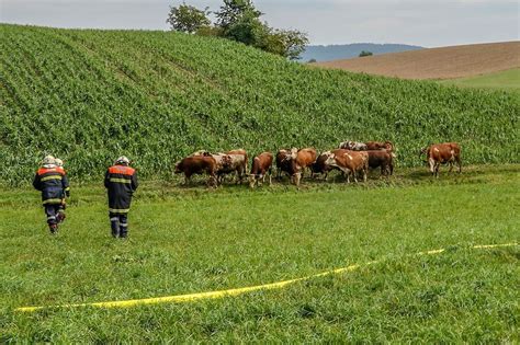 Startseite > kleinanzeigen hunde > deutscher schäferhund: Neuerliche Großbrände im Bezirk Melk - noe.ORF.at