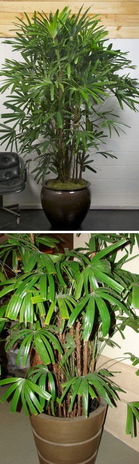 7 Best Indoor Plants That Clean The Air And Remove Toxins Nasa Study