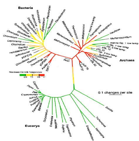Phylogenic Tree Of Terrestrial Life Based On The 16s Subunit Of