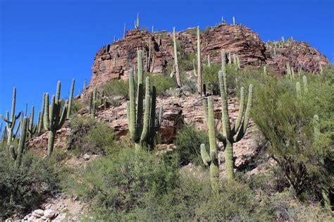 Saguaro Cactus Saguaro National Park Sonoran Desert Arizona Stock