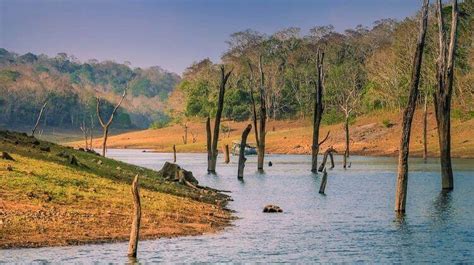 Thekkady Lake In Kerala Periyar Lake 2020 Picnicwale