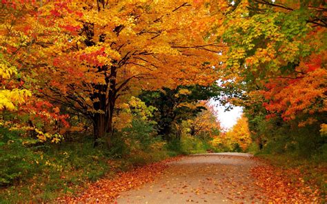Seasons Autumn Trees Foliage Nature Hd Desktop Wallpaper
