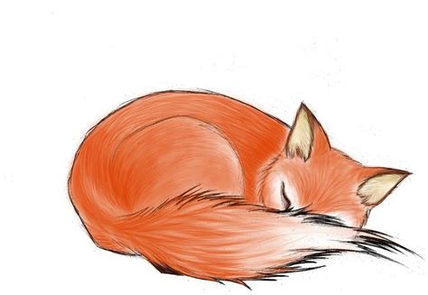 Sleeping Fox Drawing