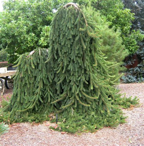 Picea Norway Spruce Weeping 16 Pot Hello Hello Plants And Garden