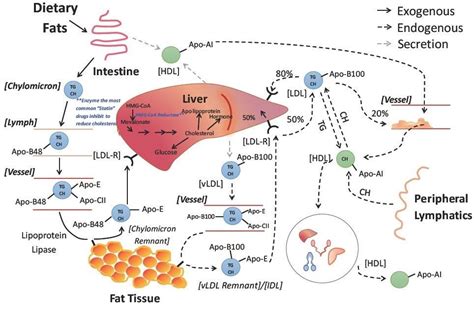 Lipid Metabolism And Enzymes Creative Diagnostics