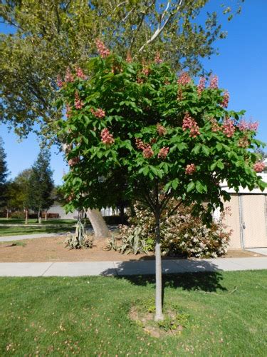 Red Horse Chestnut Aesculus × Carnea California State University