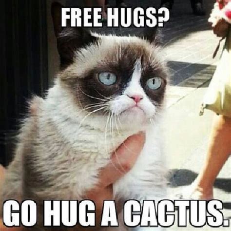 18 Best Grumpy Cat Memes Ever