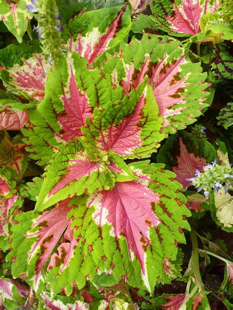 15 Pink Leaved Plants That Offer Subtle Color Plants Shade Plants