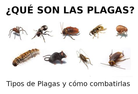 Qu Es Una Plaga Agr Cola Ejemplos Ejemplos De Plagas Agr Colas Y