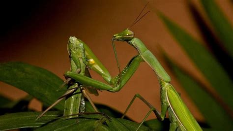 How A Male Praying Mantis Keeps Its Head During Rough Sex Mint Lounge