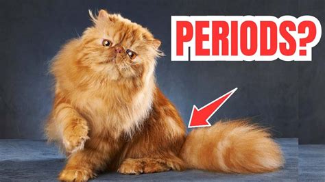 Do Cats Have Periods Understanding Menstruation And Heat In Cats Youtube