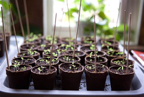 Seed Starting Indoor Seed Planting Indoor Growing Growing Tips