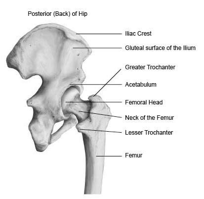 It forms the medial wall of the femoral triangle. Understanding The Hip Joint - MANA Performance Therapy ...