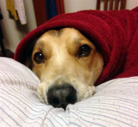 12 Dogs Wrapped Up Like Adorable Burritos The Dog People By