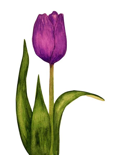 Purple Tulip Painting By Alyssa Kruse Fine Art America