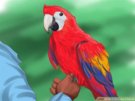 'parot doktrina neutralizatu zuten abokatuak bahitu dituzte'. The meaning and symbolism of the word - «Parrot»