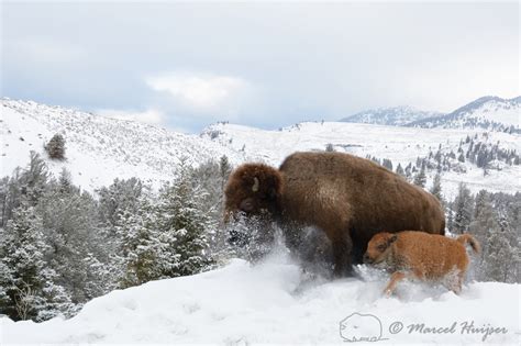 Marcel Huijser Photography Rocky Mountain Wildlife Bison Cow And