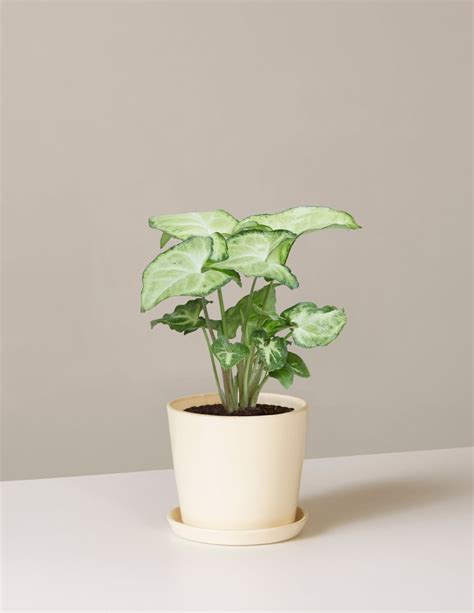 Best Office Desk Plants Popsugar Home Uk