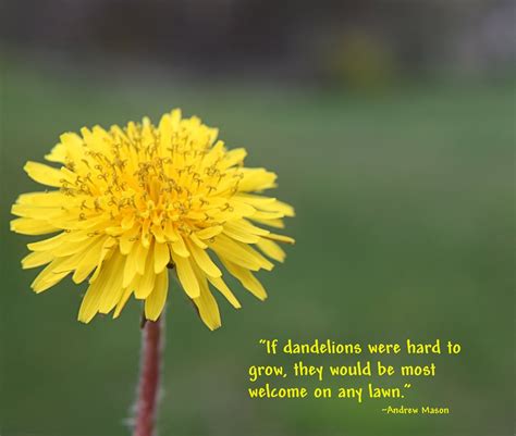 If Dandelions Were Hard To Grow They Would Be Most Welcome On Any