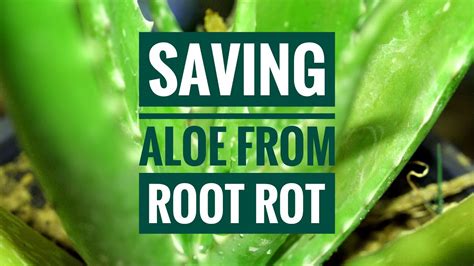 How To Save An Aloe From Root Rot Propagating Aloe Plant Thats Not Producing Pups Youtube