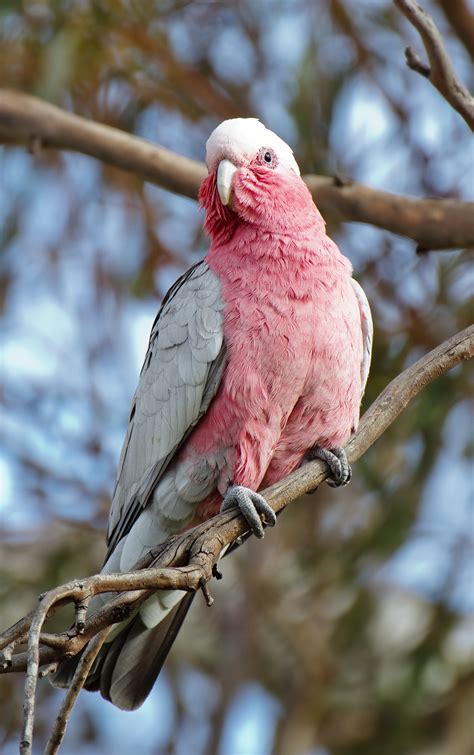 Galah Photos And Wallpapers Collection Of The Galah Pictures
