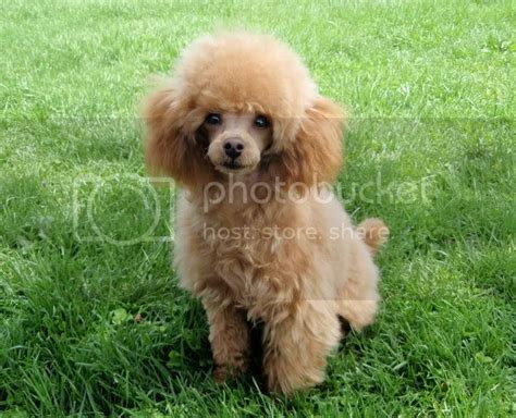 There are common conceptions about the nature of this little poodle dog and its care needs that might put some people off. Should I shave it? - Poodle Forum - Standard Poodle, Toy ...