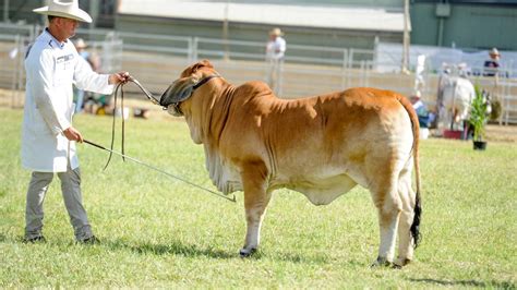Beef 2021 Ncc Dominates Brahman Judging Queensland Country Life