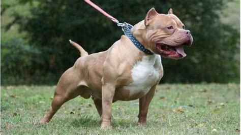 Five Of The Strongest Dog Breeds In The World Newsbytes