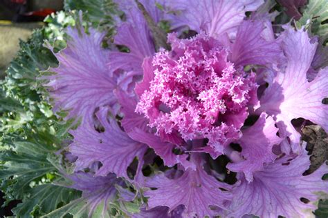 Where To Buy Ornamental Cabbage Plants Craftsmumship