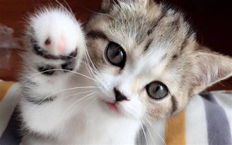 Find images of cute cat. Cute Wallpapers - Kawaii Cats for Android - APK Download