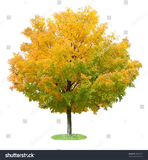 Single Maple Tree Autumn Isolated On Stock Photo 39895297 Shutterstock