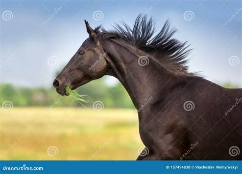 Horse Portrait In Motion Stock Photo Image Of Young 157494830