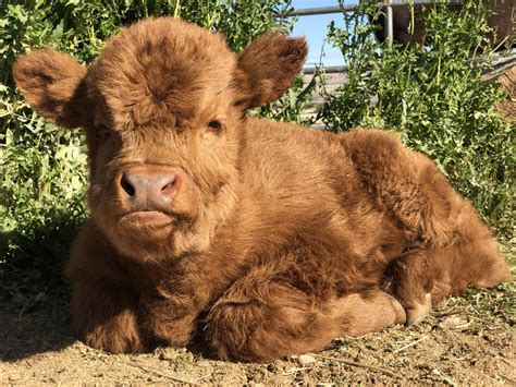 Baby Highland Cows We Cant Take The Cuteness In 2021 Cute Baby Cow