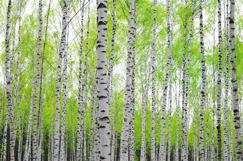 25 Birch Tree Wallpapers Download At Wallpaperbro Tree Wallpaper